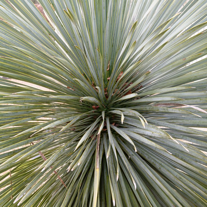 Yucca rostrata Sapphire Skies - Schnabel-Palmlilie (Laub)