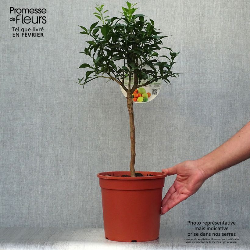 Exemplar von Yuzu - Citrus junos Topf mit 4L/5L, 1/4 Stängel wie im Herbst geliefert