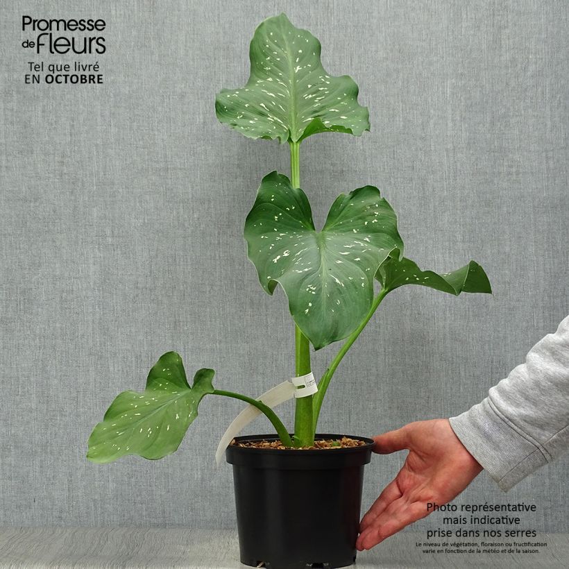 Exemplar von Zantedeschia aethiopica Himalaya - Zimmercalla Topf mit 2L/3L wie im Herbst geliefert