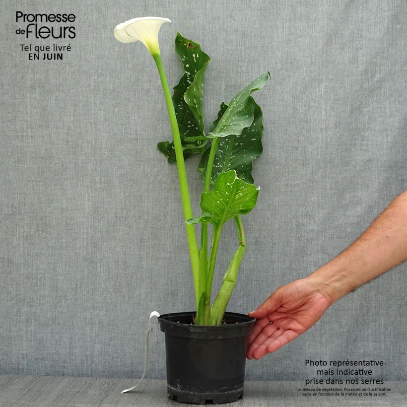 Zantedeschia aethiopica Himalaya - Zimmercalla