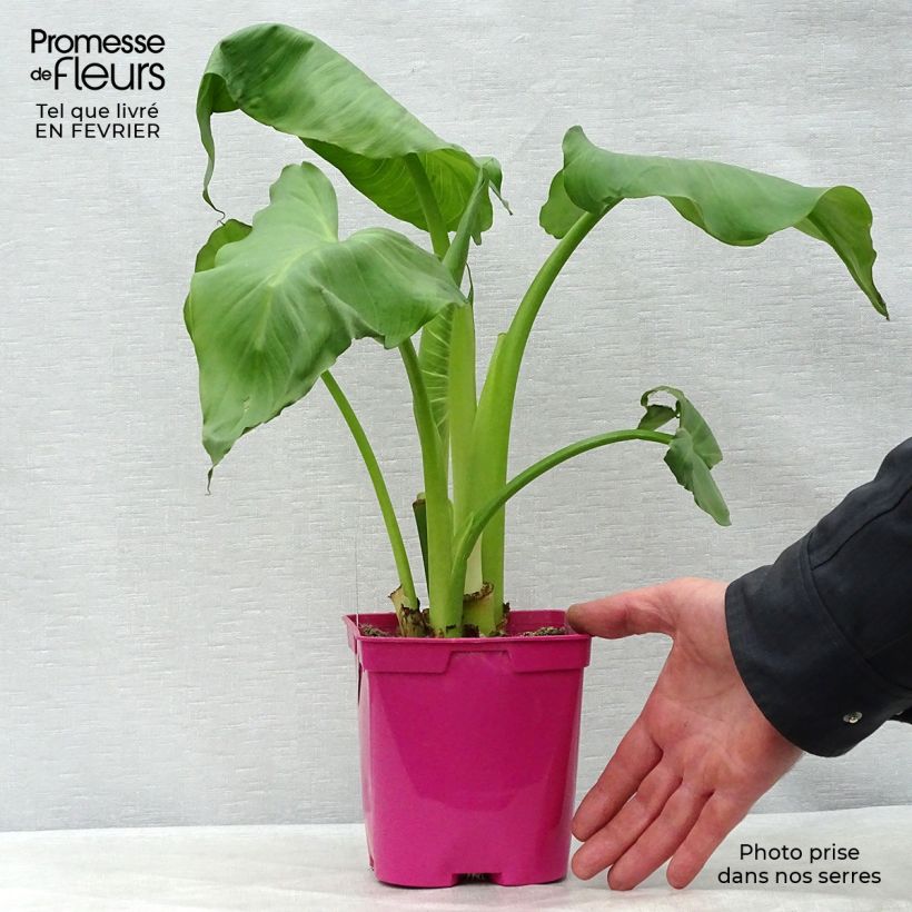Exemplar von Zantedeschia aethiopica Pink Flamingo - Zimmercalla Topf mit 2L/3L wie im Winter geliefert