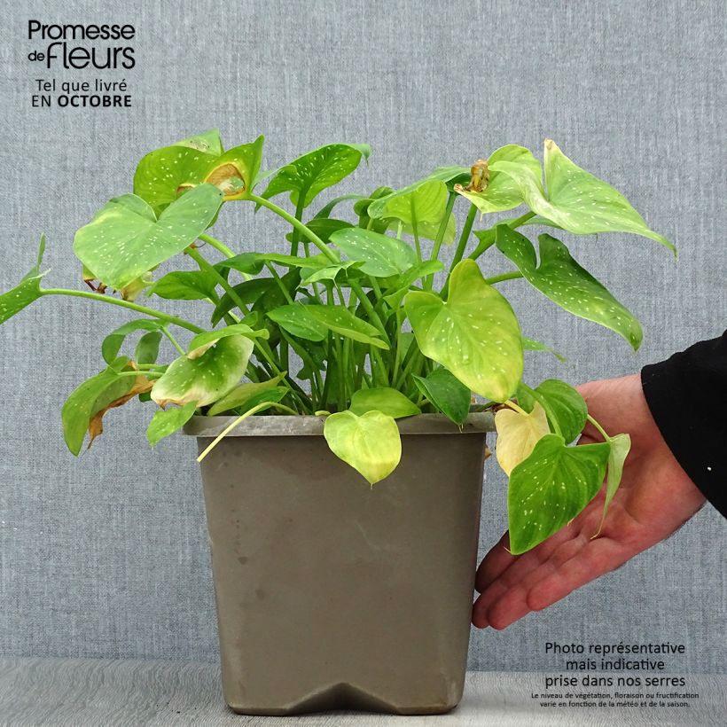 Exemplar von Zantedeschia aethiopica Prince Amaël - Zimmercalla Topf mit 2L/3L wie im Herbst geliefert