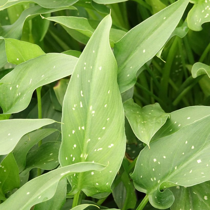 Zantedeschia aethiopica Scented Lady - Zimmercalla (Laub)