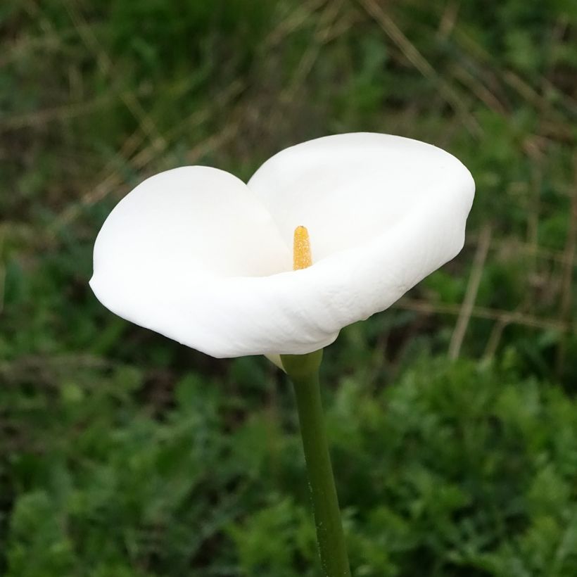Zantedeschia aethiopica Himalaya - Zimmercalla (Blüte)