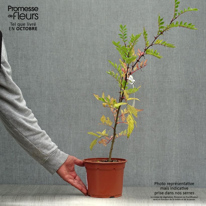 Exemplar von Zanthoxylum piperitum - Japanischer Pfefferstrauch Topf mit 2L/3L wie im Herbst geliefert
