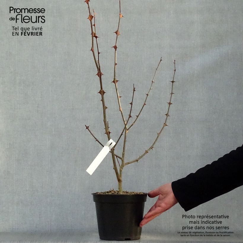 Exemplar von Szechuanpfeffer - Zanthoxylum simulans Topf mit 2L/3L wie im Winter geliefert