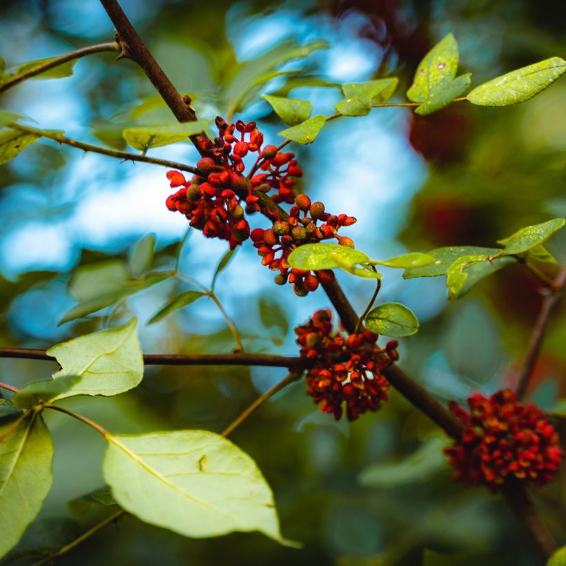 Zanthoxylum americanum - Amerikanische Stachelesche (Blüte)