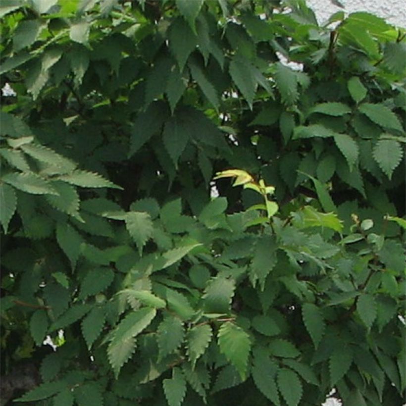 Zelkova serrata Green Vase - Japanische Zelkove (Laub)