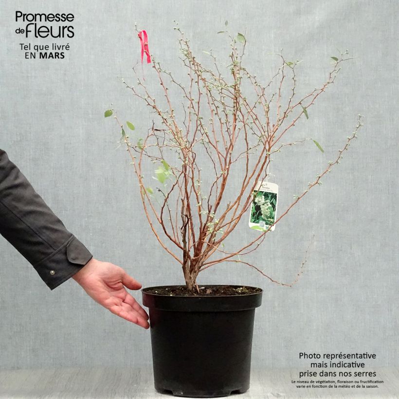 Exemplar von Zenobia pulverulenta Blue Sky - Zenobie Topf mit 7,5L/10L wie im Frühjahr geliefert