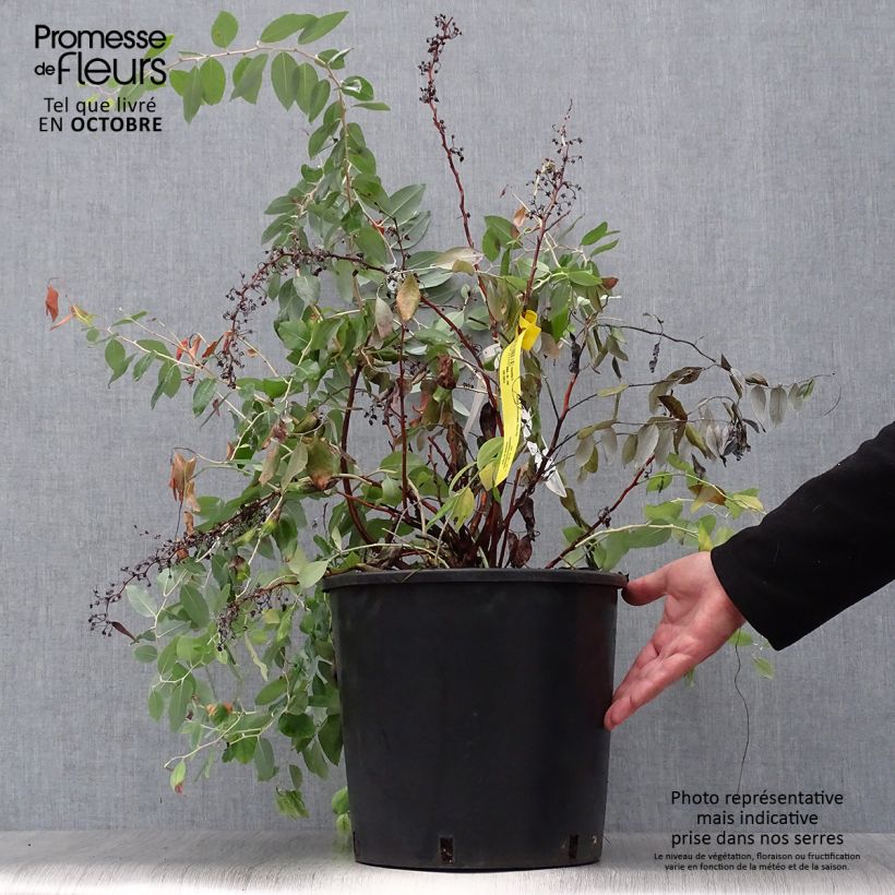 Exemplar von Zenobia pulverulenta Blue Sky - Zenobie Topf mit 12L/15L wie im Herbst geliefert