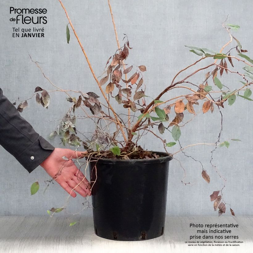 Exemplar von Zenobia pulverulenta Blue Sky - Zenobie Topf mit 12L/15L wie im Winter geliefert