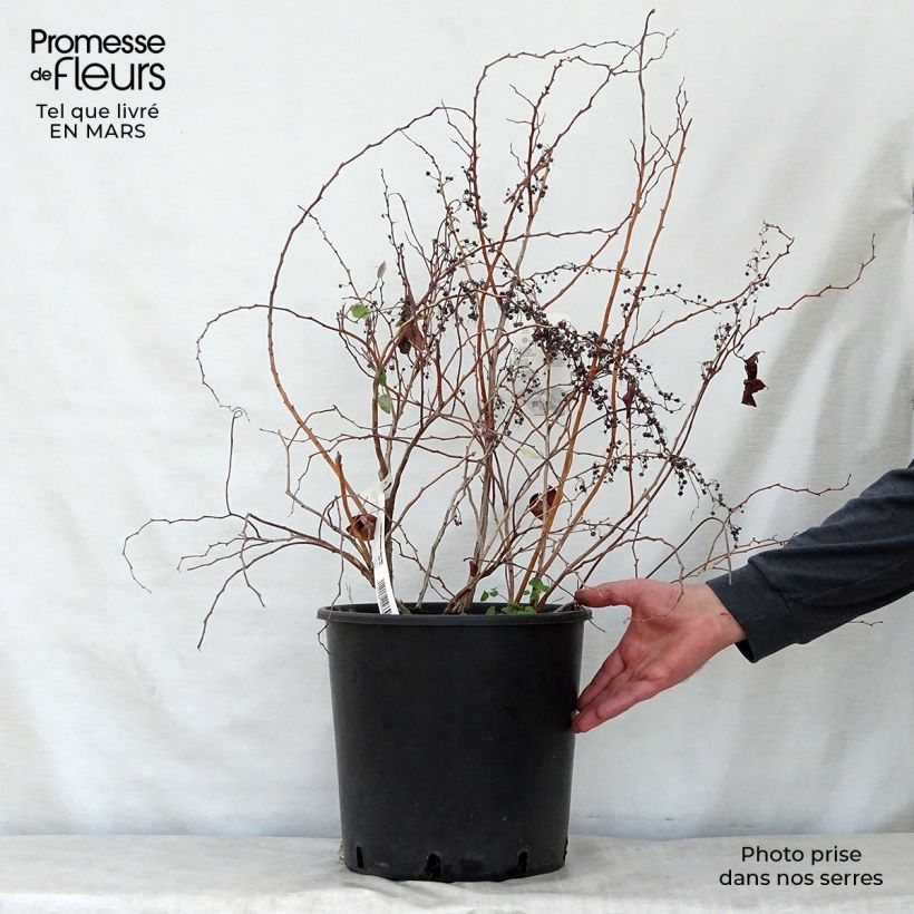 Exemplar von Zenobia pulverulenta Blue Sky - Zenobie Topf mit 12L/15L wie im Frühjahr geliefert