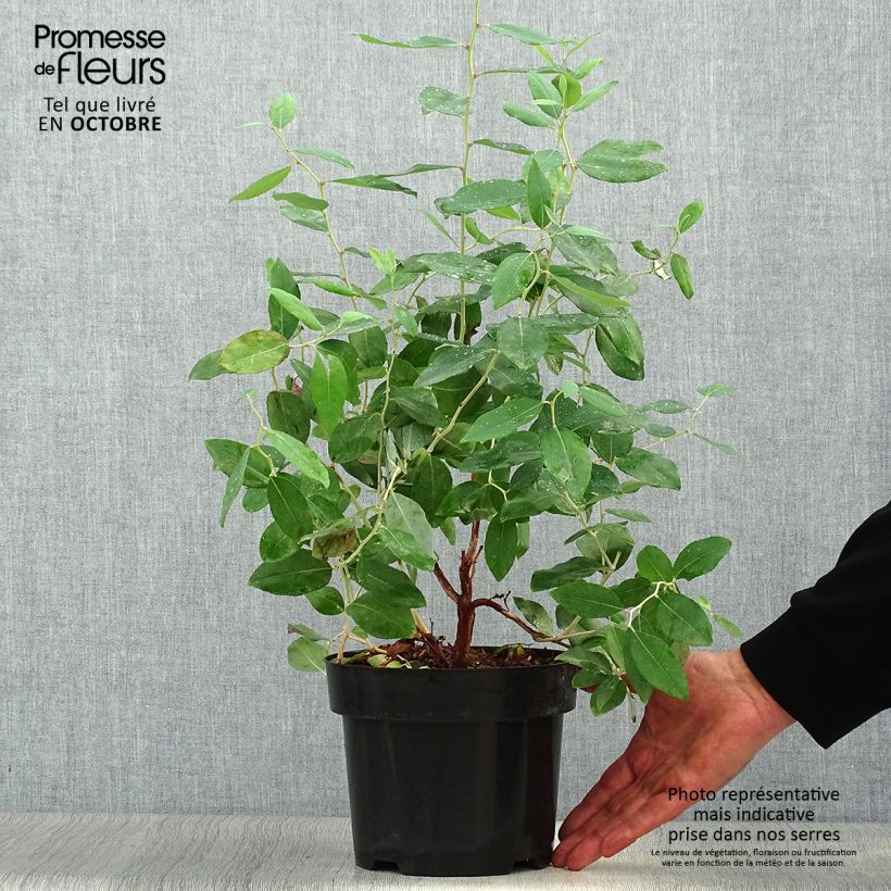 Exemplar von Zenobia pulverulenta Blue Sky - Zenobie Topf mit 3L/4L wie im Herbst geliefert