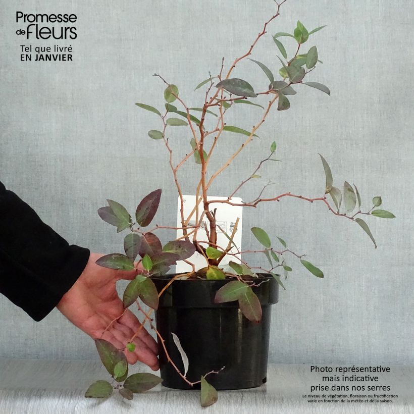 Exemplar von Zenobia pulverulenta Blue Sky - Zenobie Topf mit 3L/4L wie im Winter geliefert