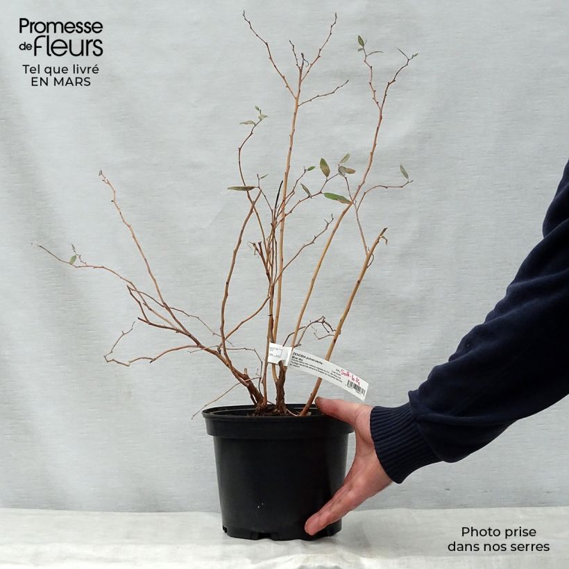 Exemplar von Zenobia pulverulenta Blue Sky - Zenobie Topf mit 3L/4L wie im Frühjahr geliefert