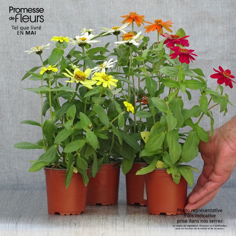 Exemplar von Garten-Zinnie Zahara Topf 10 cm/11cm wie im Frühjahr geliefert