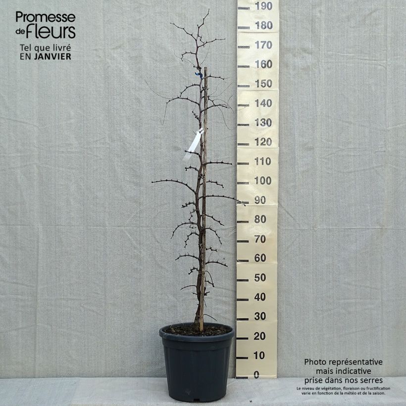 Exemplar von Chinesische Jujube - Ziziphus jujuba Topf mit 12L/15L wie im Winter geliefert