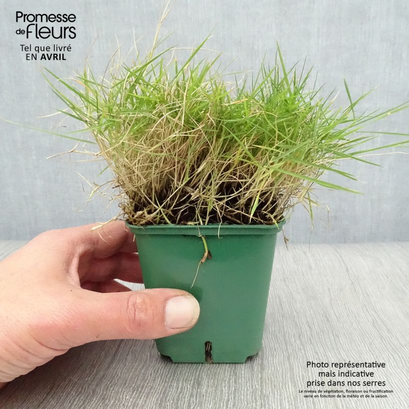 Exemplar von Zoysia tenuifolia Kleine Töpfe von 8/9 cm wie im Frühjahr geliefert