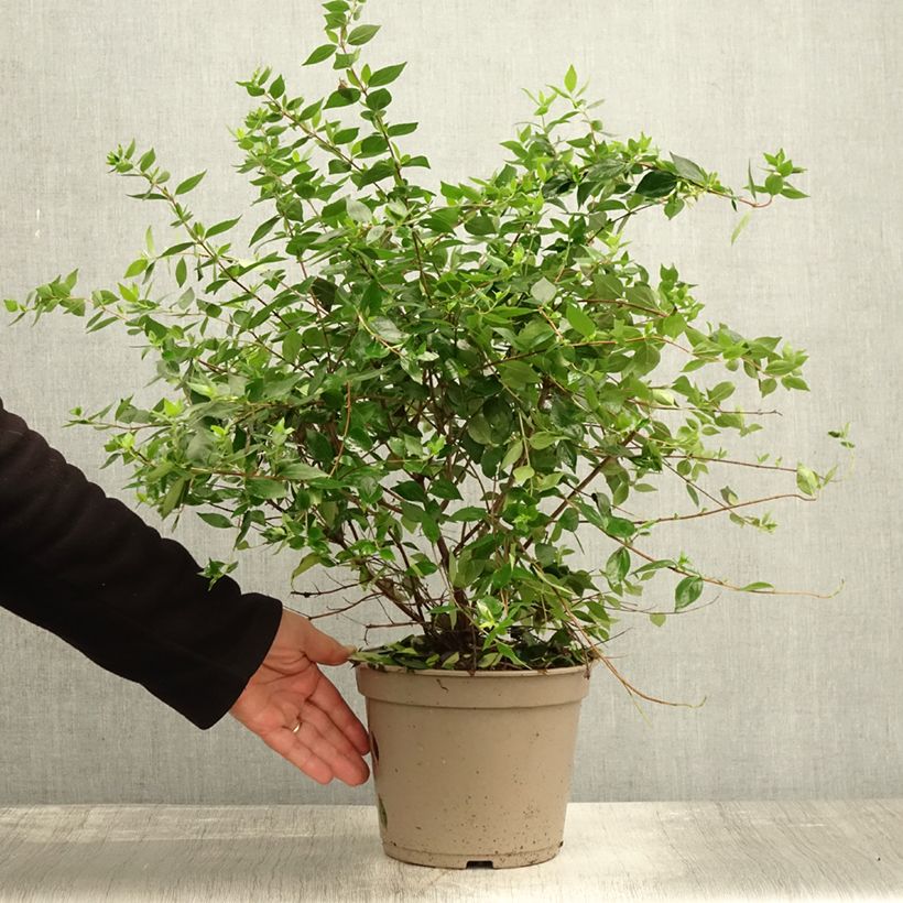 Exemplar von Abelia chinensis Autumn Festival - Abelie Topf mit 4L/5L wie im Herbst geliefert