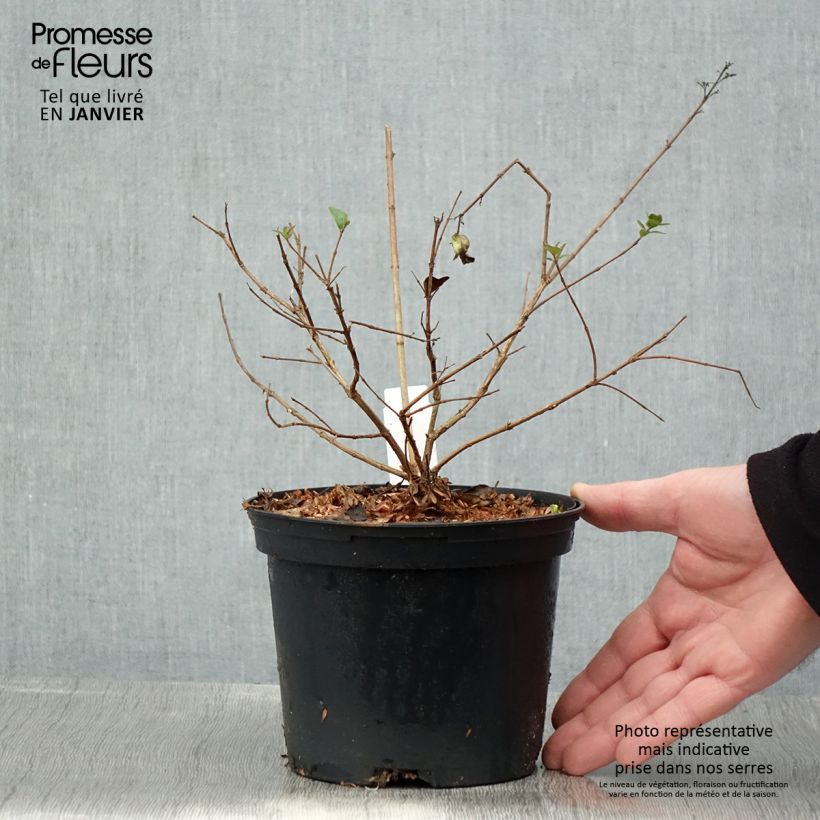 Exemplar von Abelia chinensis Autumn Festival - Abelie Topf mit 4L/5L wie im Winter geliefert