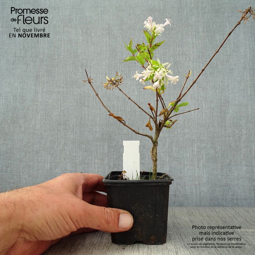Exemplar von Abelia chinensis White Surprise - Abelie Kleine Töpfe von 8/9 cm wie im Herbst geliefert