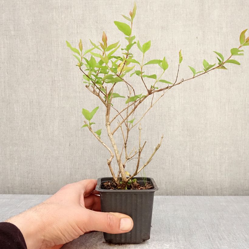 Exemplar von Abelia chinensis White Surprise - Abelie Kleine Töpfe von 8/9 cm wie im Frühjahr geliefert