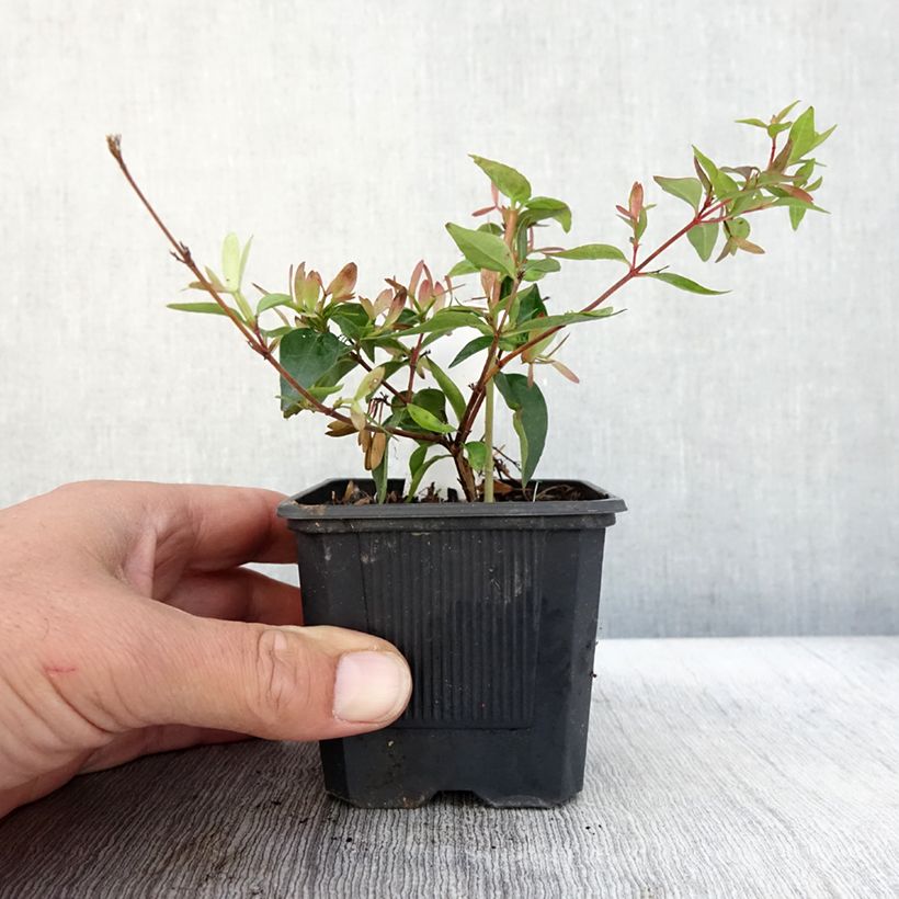 Exemplar von Abelia grandiflora Edward Goucher Kleine Töpfe von 8/9 cm wie im Herbst geliefert