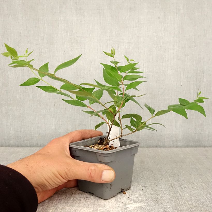 Exemplar von Abelia grandiflora - Grossblütige Abelie Kleine Töpfe von 8/9 cm wie im Frühjahr geliefert