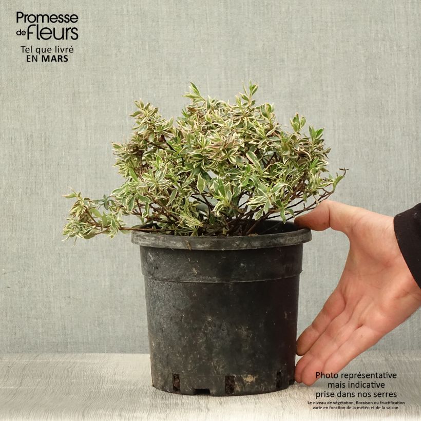 Exemplar von Abelia grandiflora Confetti Topf mit 1,5L/2L wie im Frühjahr geliefert