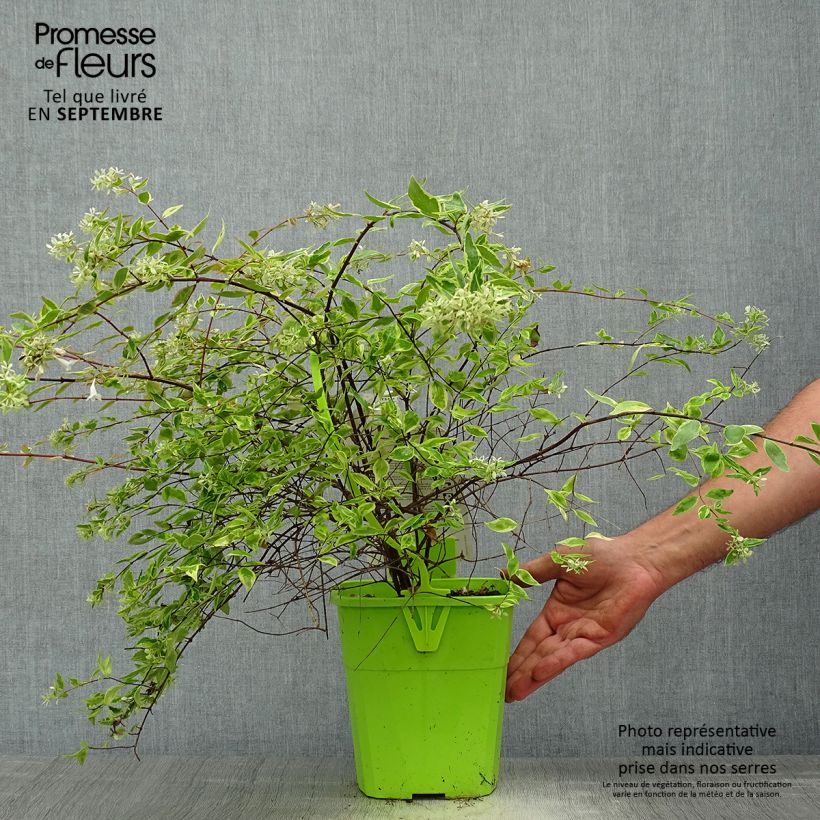 Exemplar von Abelia grandiflora Hopleys Topf mit 2L/3L wie im Herbst geliefert
