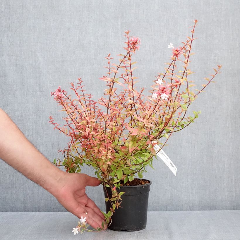 Exemplar von Abelia grandiflora Kaleidoscope Topf mit 1L/1,5L wie im Sommer geliefert