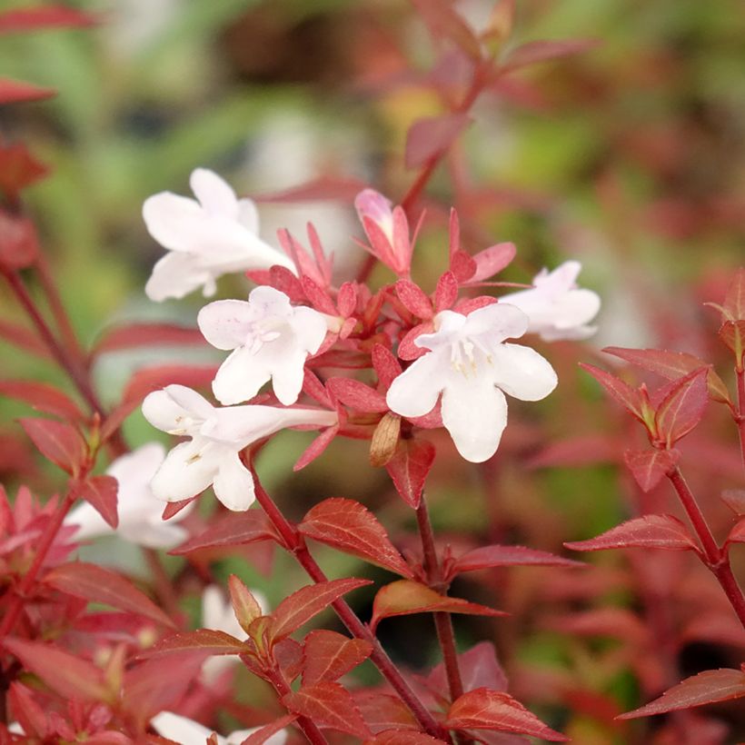 Abelia grandiflora Pisto (Blüte)