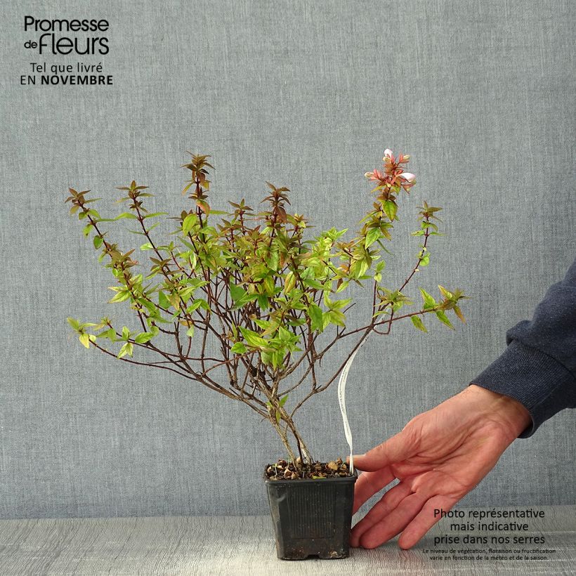 Exemplar von Abelia grandiflora Pisto Kleine Töpfe von 8/9 cm wie im Herbst geliefert