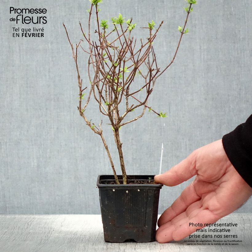 Exemplar von Abelia grandiflora Pisto Kleine Töpfe von 8/9 cm wie im Winter geliefert