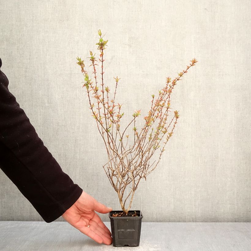 Exemplar von Abelia grandiflora Pisto Kleine Töpfe von 8/9 cm wie im Frühjahr geliefert