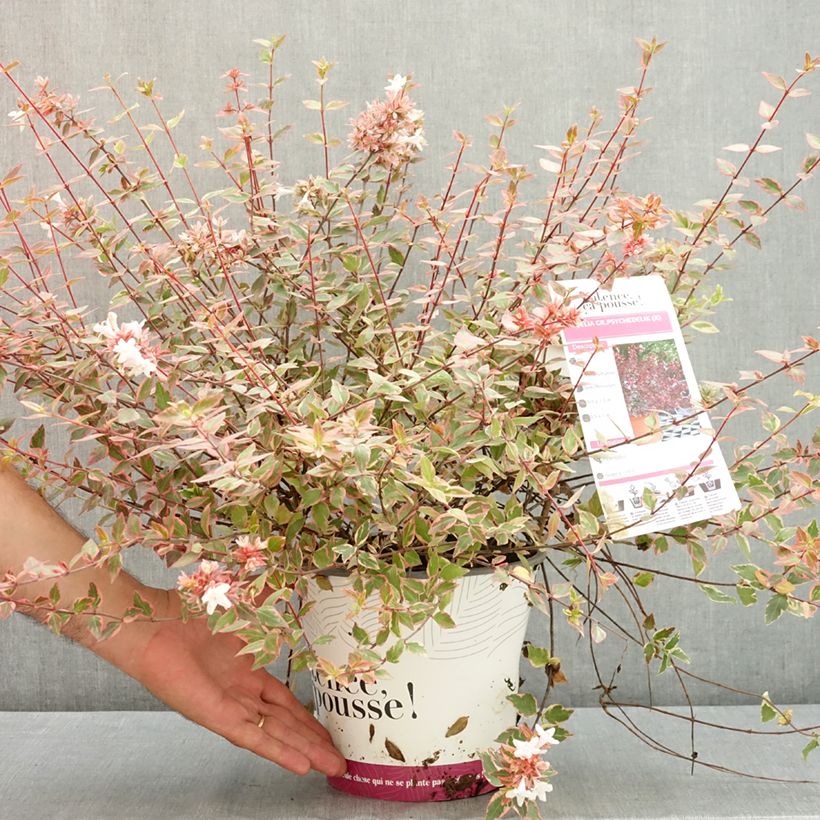 Exemplar von Abelia grandiflora Psykedelik Topf mit 4L/5L wie im Sommer geliefert
