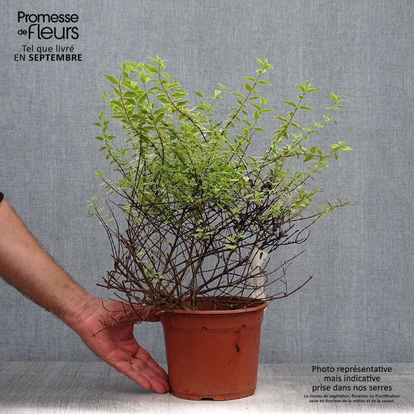 Exemplar von Abelia grandiflora Radiance Topf mit 4L/5L wie im Herbst geliefert
