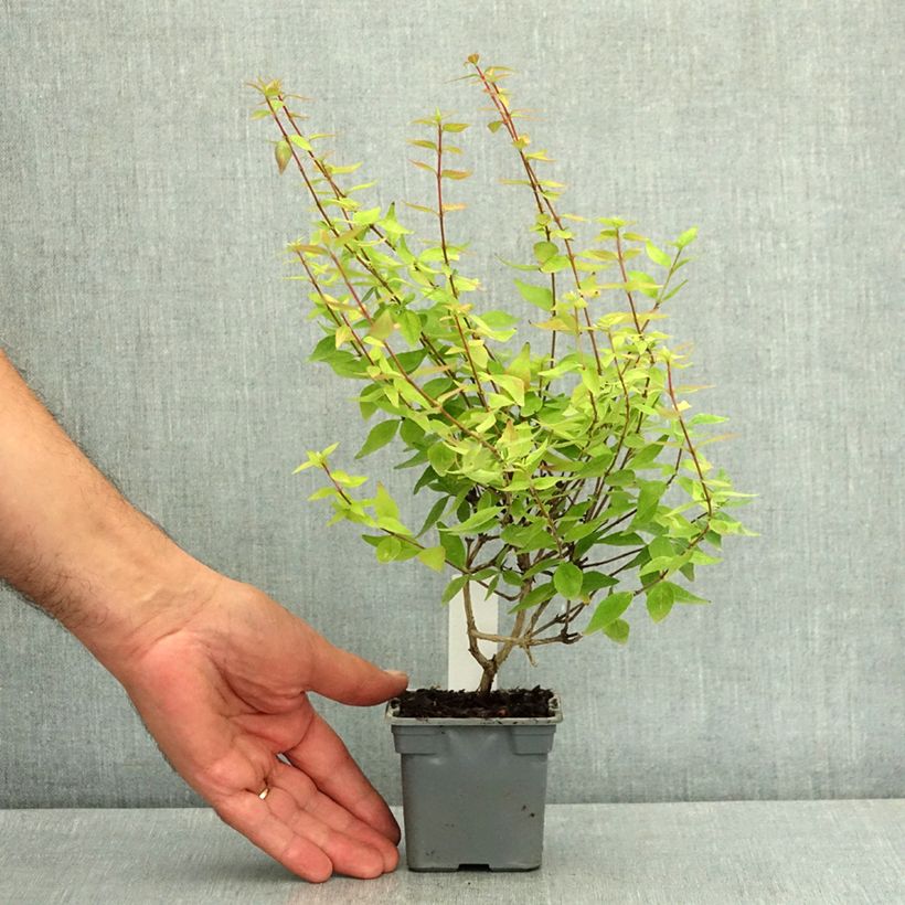 Exemplar von Abelia grandiflora Sherwood Kleine Töpfe von 8/9 cm wie im Sommer geliefert