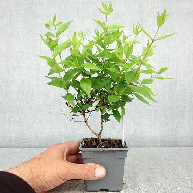 Exemplar von Abelia grandiflora Sherwood Kleine Töpfe von 8/9 cm wie im Frühjahr geliefert