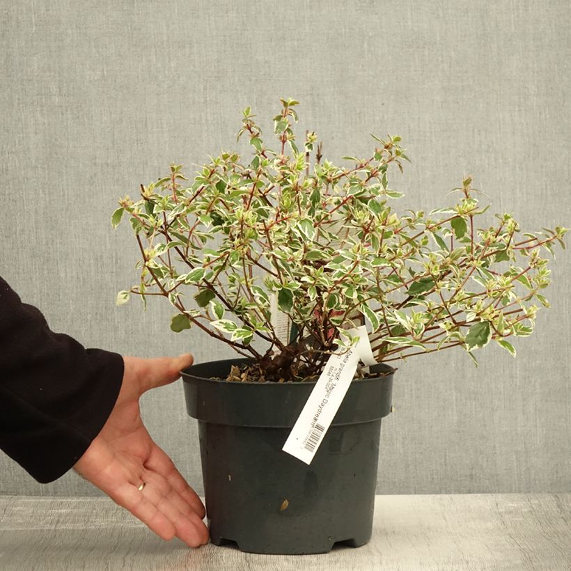 Exemplar von Abelia grandiflora Magic Daydream Topf mit 3L/4L wie im Herbst geliefert