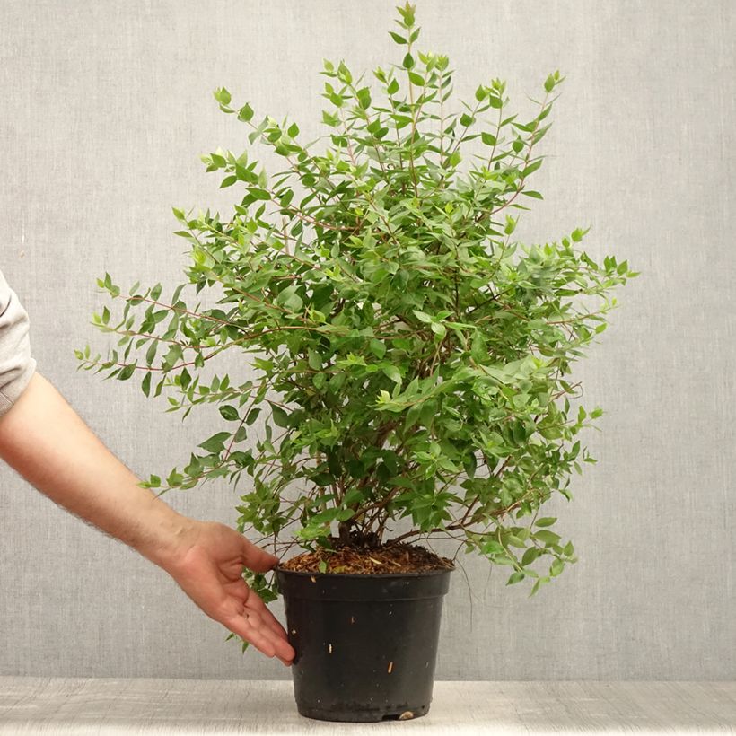 Exemplar von Abelia mosanensis Monia - Koreanische Abelie Topf mit 3L/4L wie im Sommer geliefert