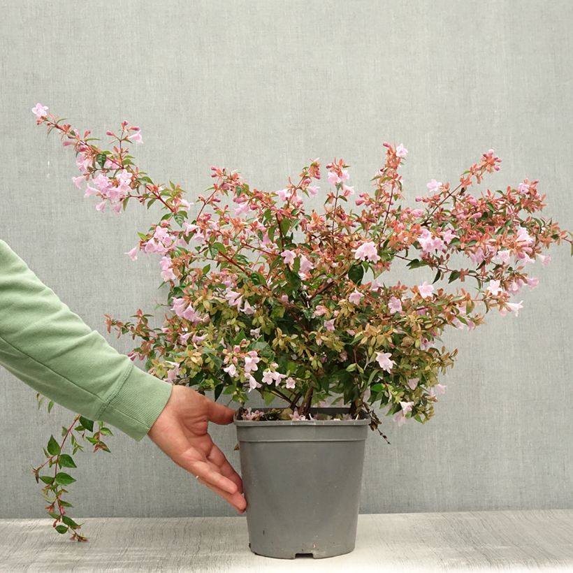 Exemplar von Abelia grandiflora Pink Pong Topf mit 3L/4L wie im Sommer geliefert