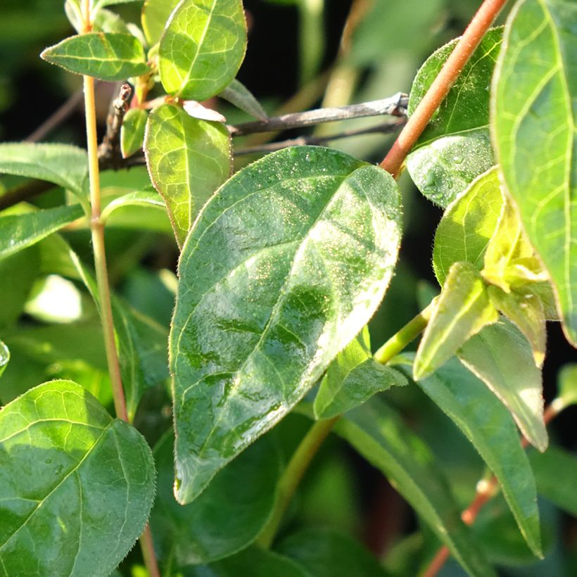 Abelia grandiflora Pink Pong (Laub)
