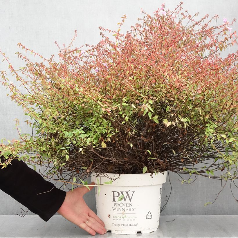 Exemplar von Abelia grandiflora Pinky Bells Topf mit 7,5L/10L wie im Herbst geliefert