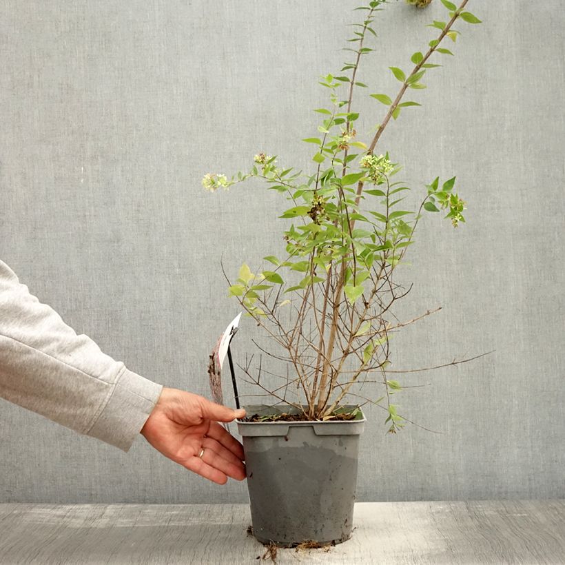 Exemplar von Abelia Raspberry Profusion Topf mit 3L/4L wie im Herbst geliefert