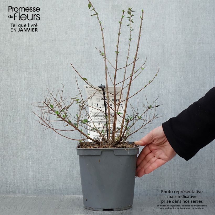 Exemplar von Abelia Raspberry Profusion Topf mit 3L/4L wie im Winter geliefert