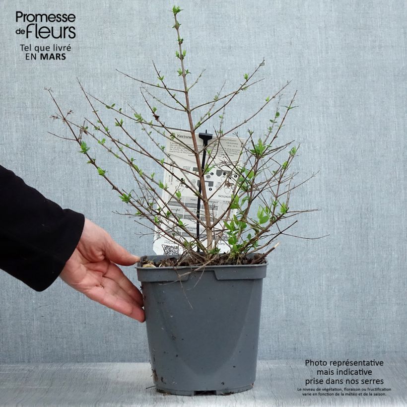 Exemplar von Abelia Raspberry Profusion Topf mit 3L/4L wie im Frühjahr geliefert