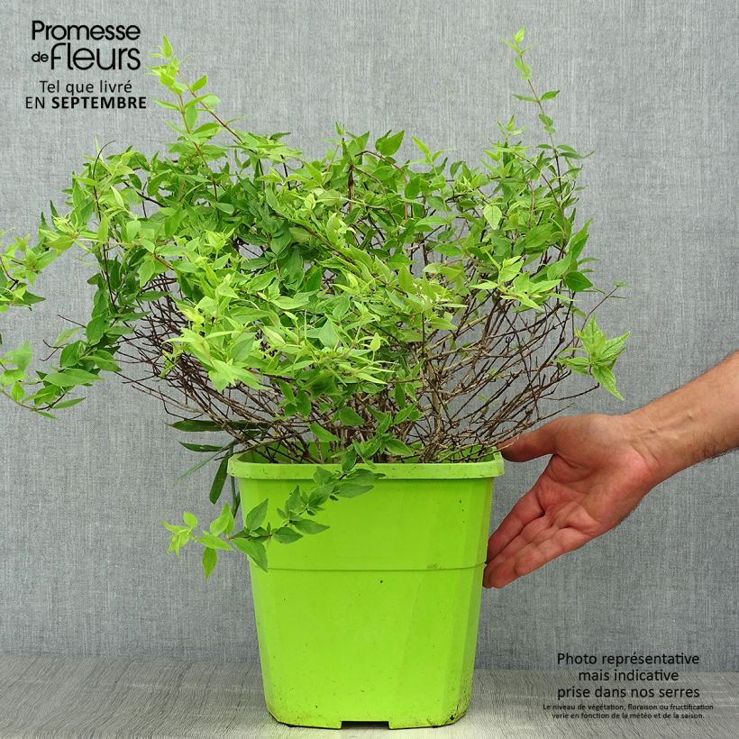 Exemplar von Abelia grandiflora Happy Daydream Topf mit 3L/4L wie im Herbst geliefert