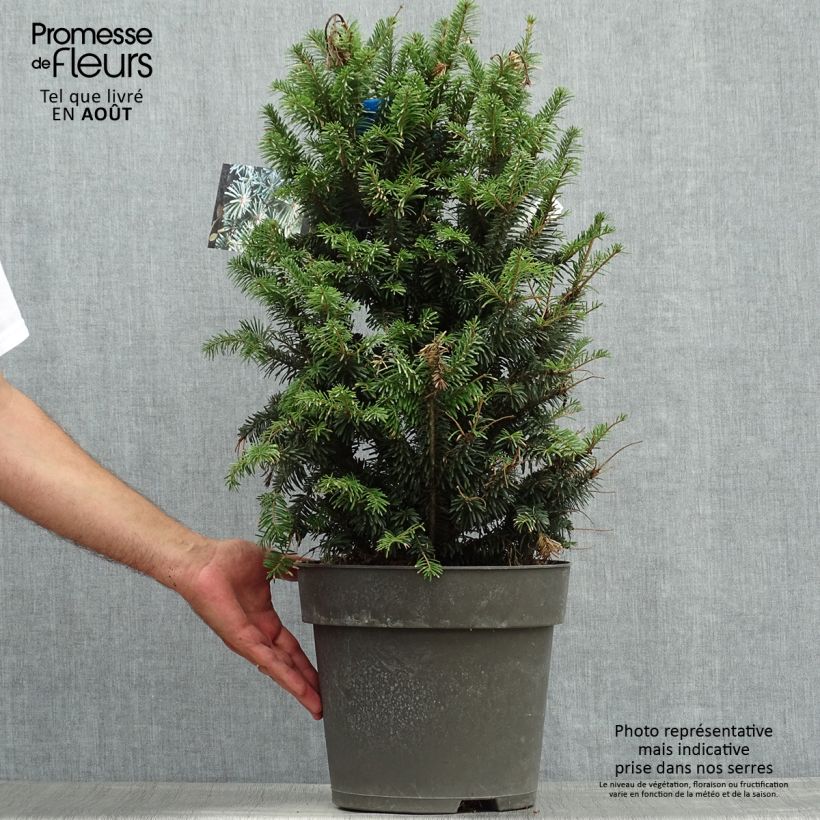 Exemplar von Abies alba Pyramidalis - Weiß-Tanne Topf mit 7,5L/10L wie im Sommer geliefert