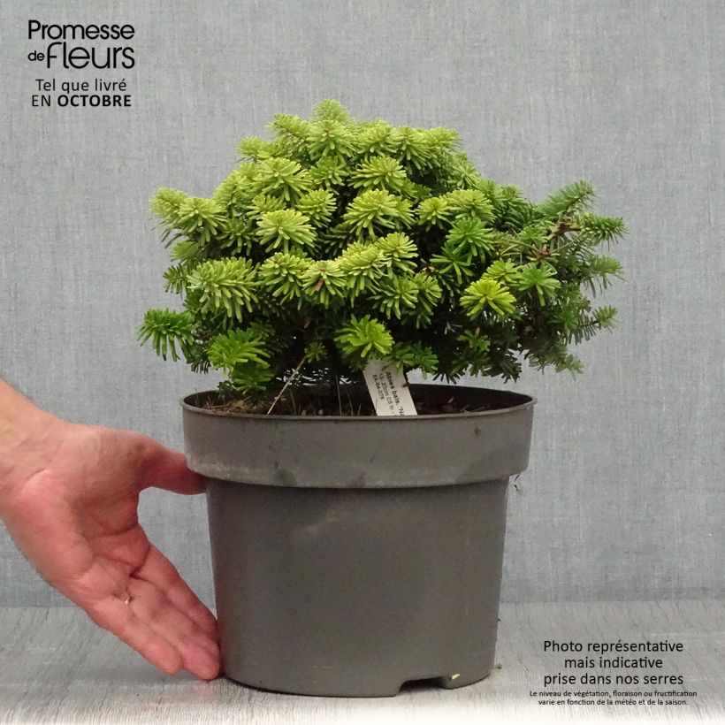 Exemplar von Abies balsamea Nana - Balsam-Tanne Topf mit 4L/5L wie im Herbst geliefert